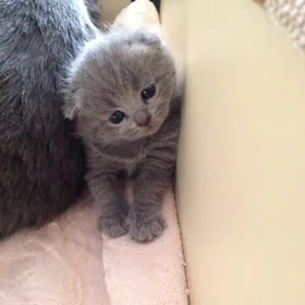 шотланский катята