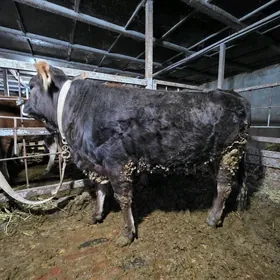 Şwed tuwe 1 yaş 4 aÿ original