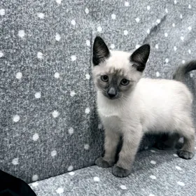 сиамские котята Siamskiy pisik