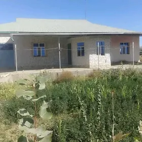 satlyk jaysatlyk jay