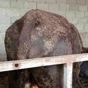 öküz tuwe gysyr sygyr 8bas