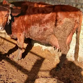 саглык сыгыр