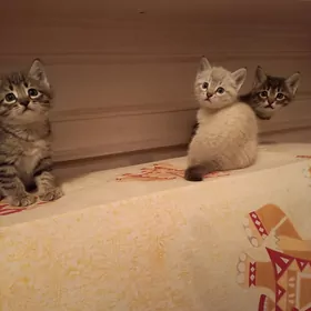 отдам котят