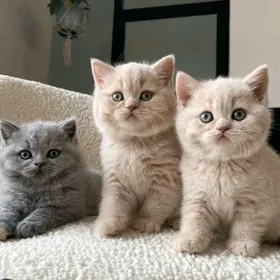 шотландские прямоушки