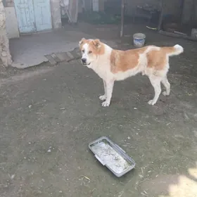 тукмен. ит. 11. айлык. тохум.