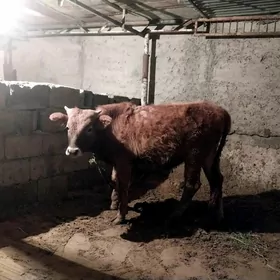 siwes okuz Tohum mal