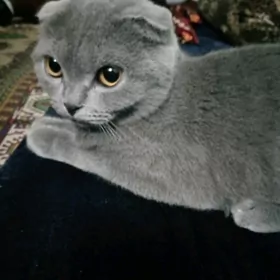 шотландская кошка оригинал