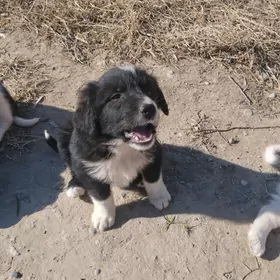 щенки дворняжки в добрые руки.