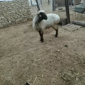 guzuly goyun owlakly geci