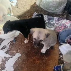 GÜJG  KIÇIGE  PARODA