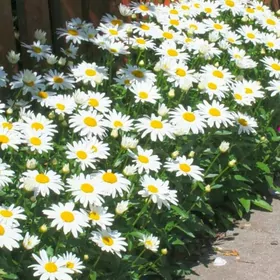 uly ak ramaşkañ nahaly gül