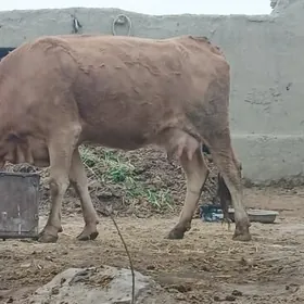 SWES SAGYLYK BOGAZ SYGYR