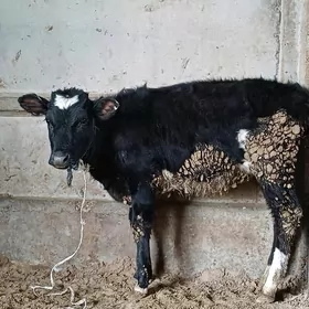 Golisdeyin tuwe we okuz