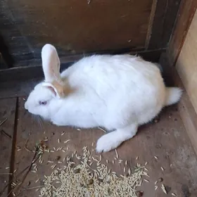 товшан фланжыр