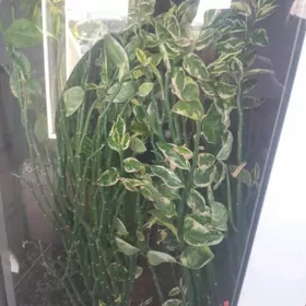 домашние цветы