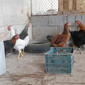 horaz lohman dominant yerli