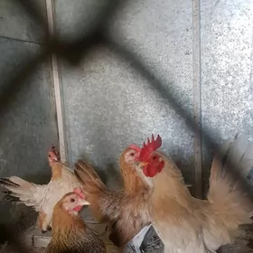 serama (серама) maki .