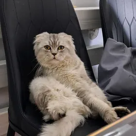 пишик шиншилла