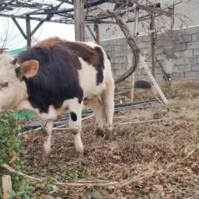 Simital Öküz 1ýaşan