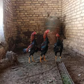 Байсовы хораз сатлык