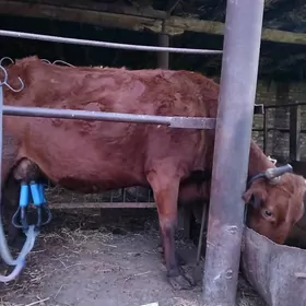 саглык богаз сыгыр