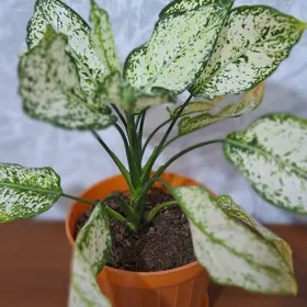 gul цветок цветы