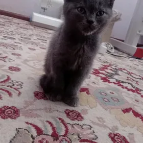 Веслауха пишик чага