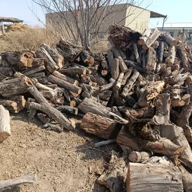 Kesikli taÿyn agaclar