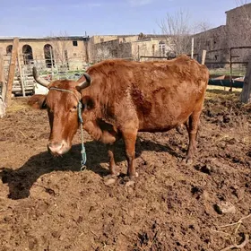 саглык богаз сыгыр