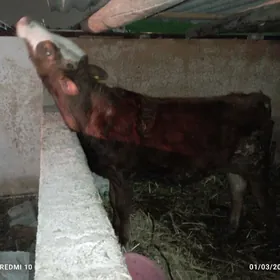 ÖKUZ SİMENTAL GİBRİT