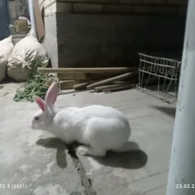 welikan towşan erkek