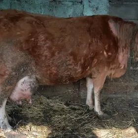 ARGYNAL   ṢWES SYGYR