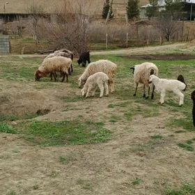 Guzuly we gysyr goyunlar