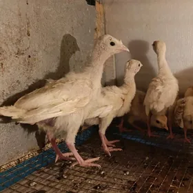 1 aýlyk induk jüýje