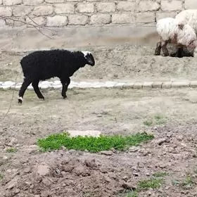 GUZLI GOYUN  IŞŞEK BAKILAN