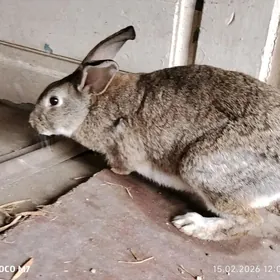 беременная крольчиха