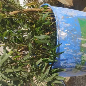 Nahal kökli aýlandyra.