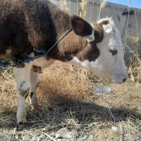 Alaşa gibrit öküzçe