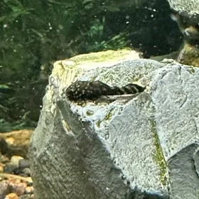 сомики присоски