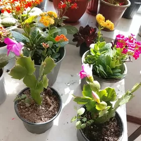 öÿ gülleri дом цветы