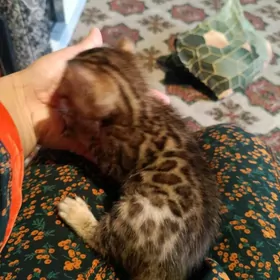 бенгал котята.bengal pişik