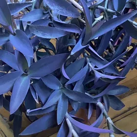 цветы для дома