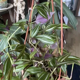 цветы домашние