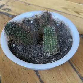 детки кактуса недорого