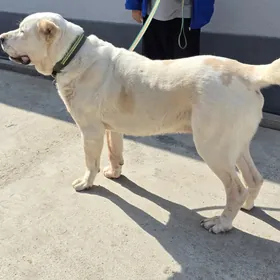 туркмен ити