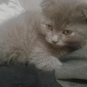 шотландский виснаушка