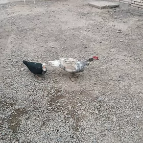 Satlk 3 sany mäki we horaz gaz