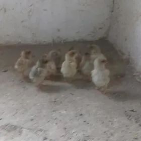 wyandot beloe zoloto juyje