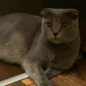 Шотландская вислоухая