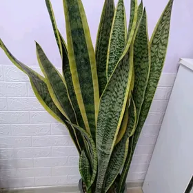 САНСИВЕРИЯ ГОЛД